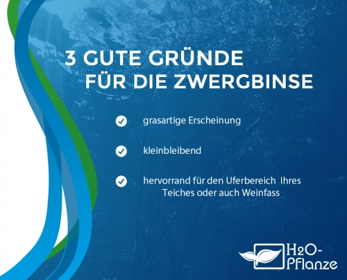 Zwergbinse